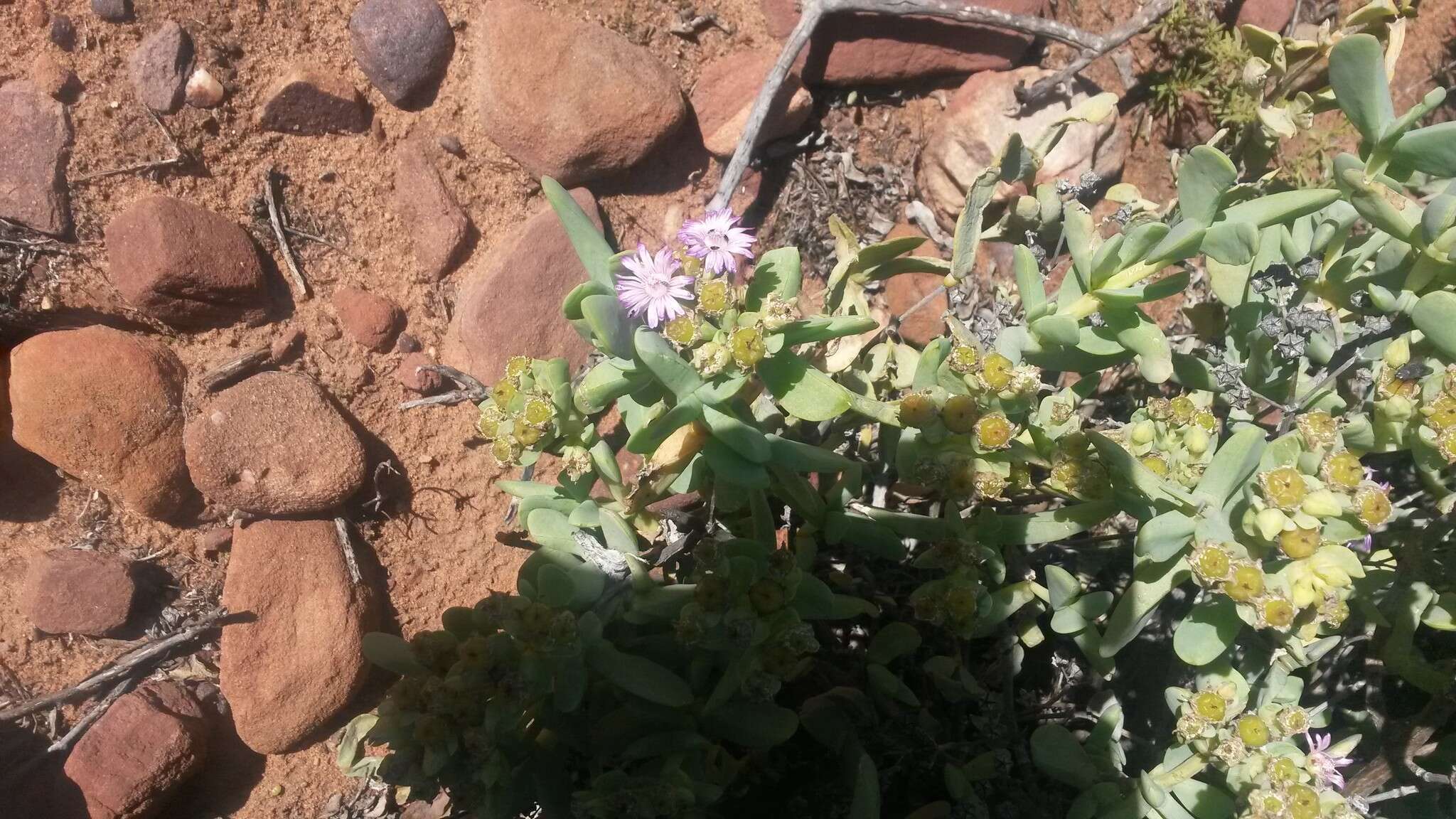 Image of Ruschia maxima (Haw.) L. Bol.