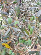 Image of European olive