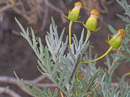 Plancia ëd Senecio cinerascens Ait.