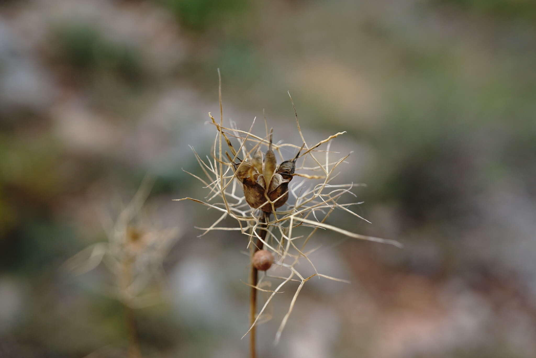 Image of Nigella elata Boiss.