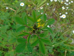 Image de Trigonella corniculata Sibth. & Sm.