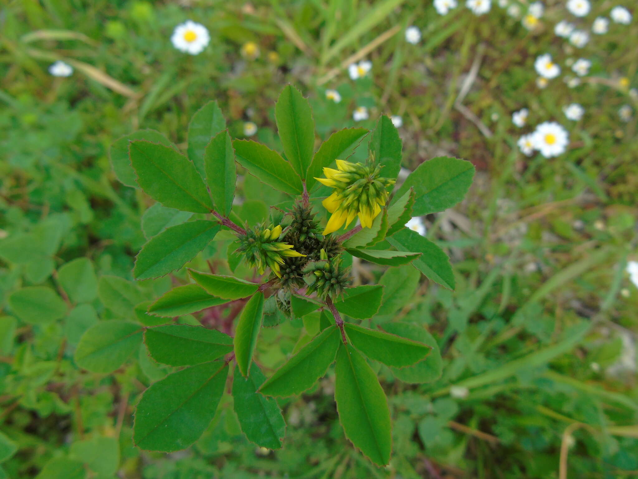 Image de Trigonella corniculata Sibth. & Sm.