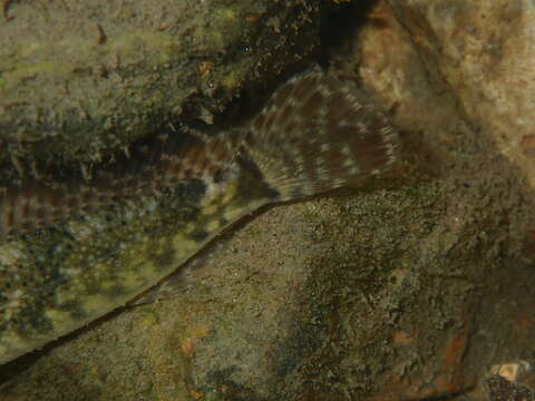 Image of Knobfin sculpin