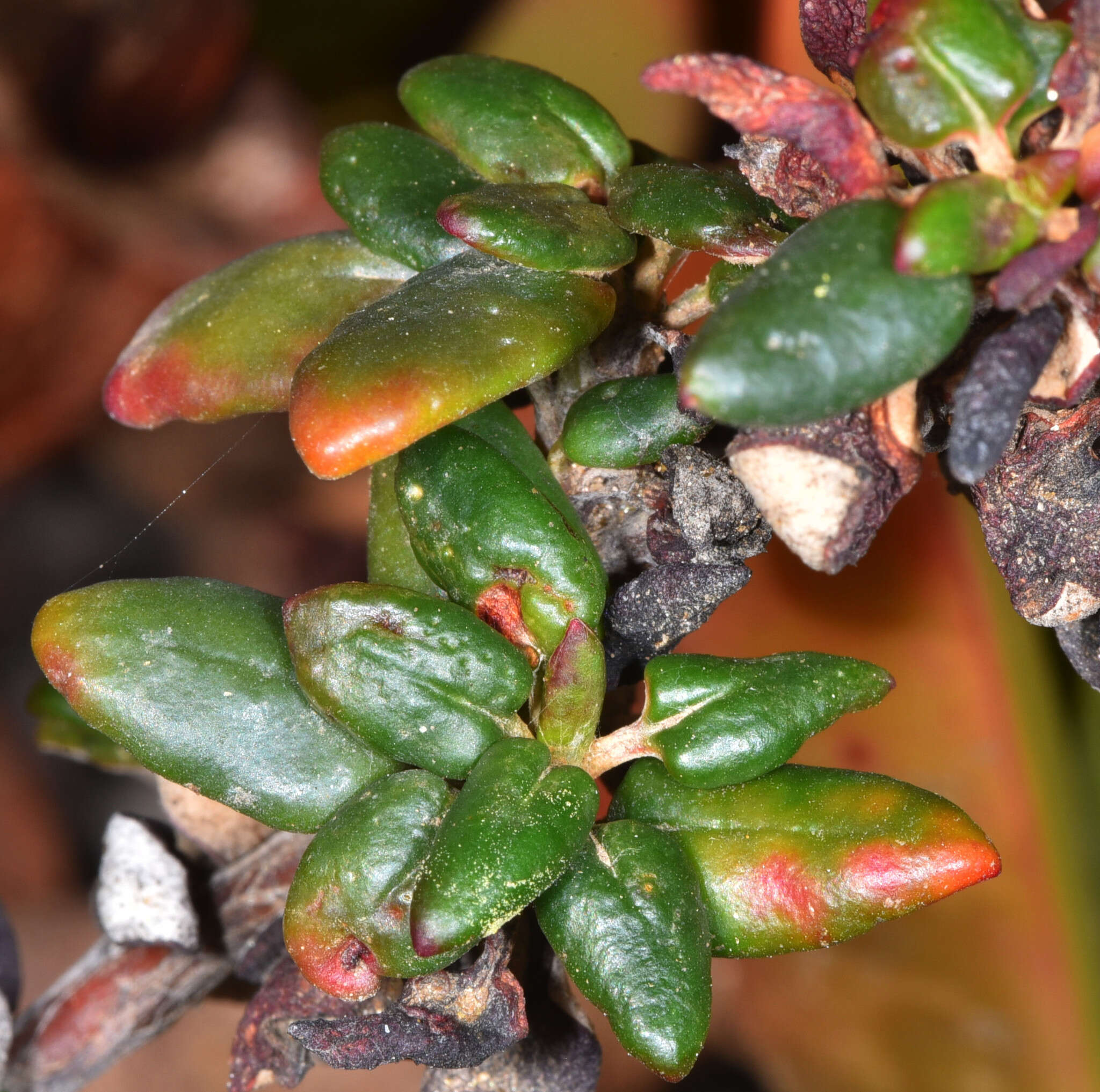 Image of seacliff buckwheat