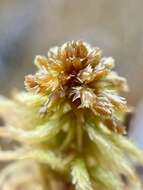 Imagem de Sphagnum flavicomans Warnstorf 1911