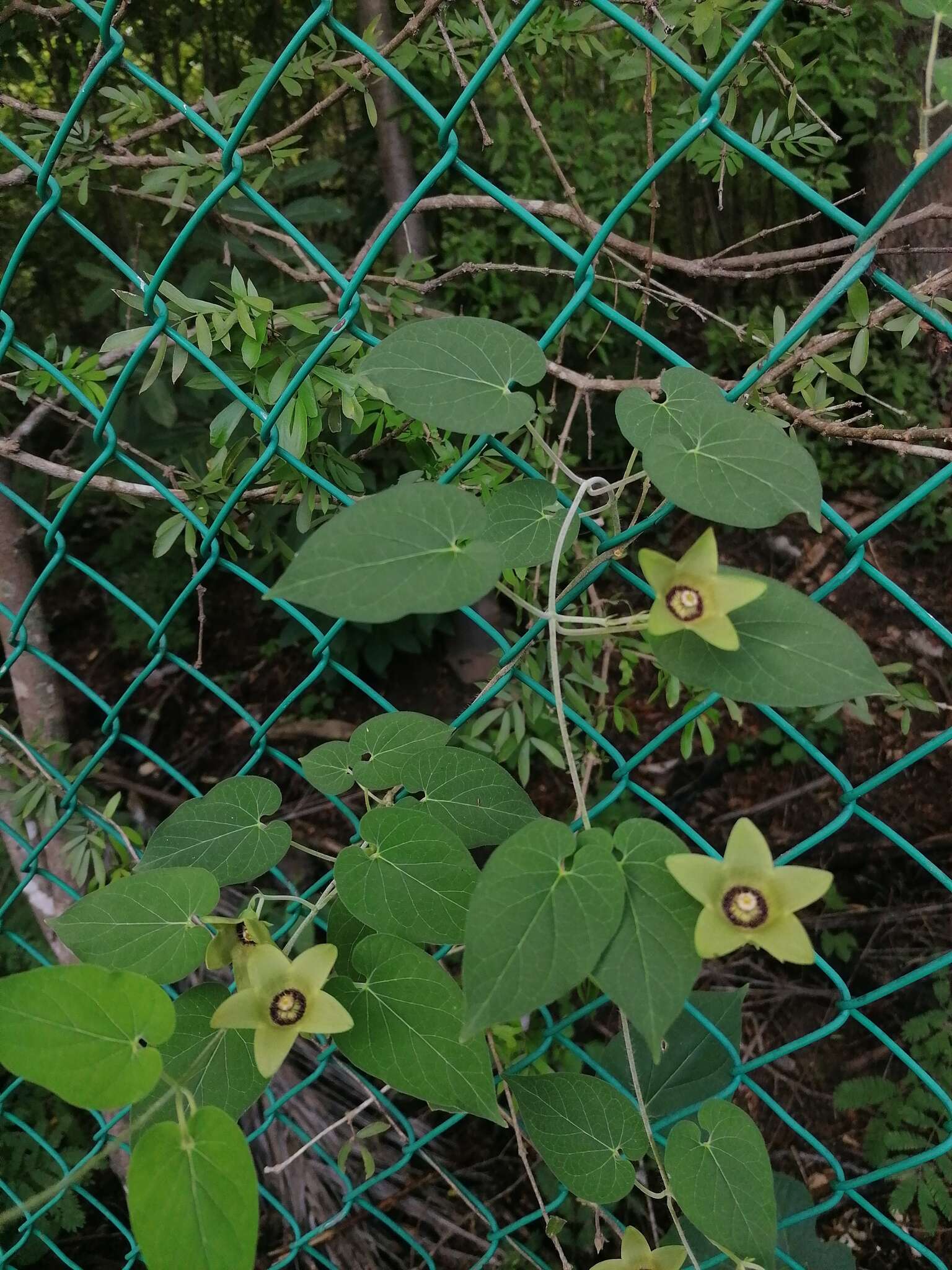 Imagem de Polystemma viridiflorum Decne.