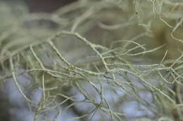 Image of speckled beard lichen