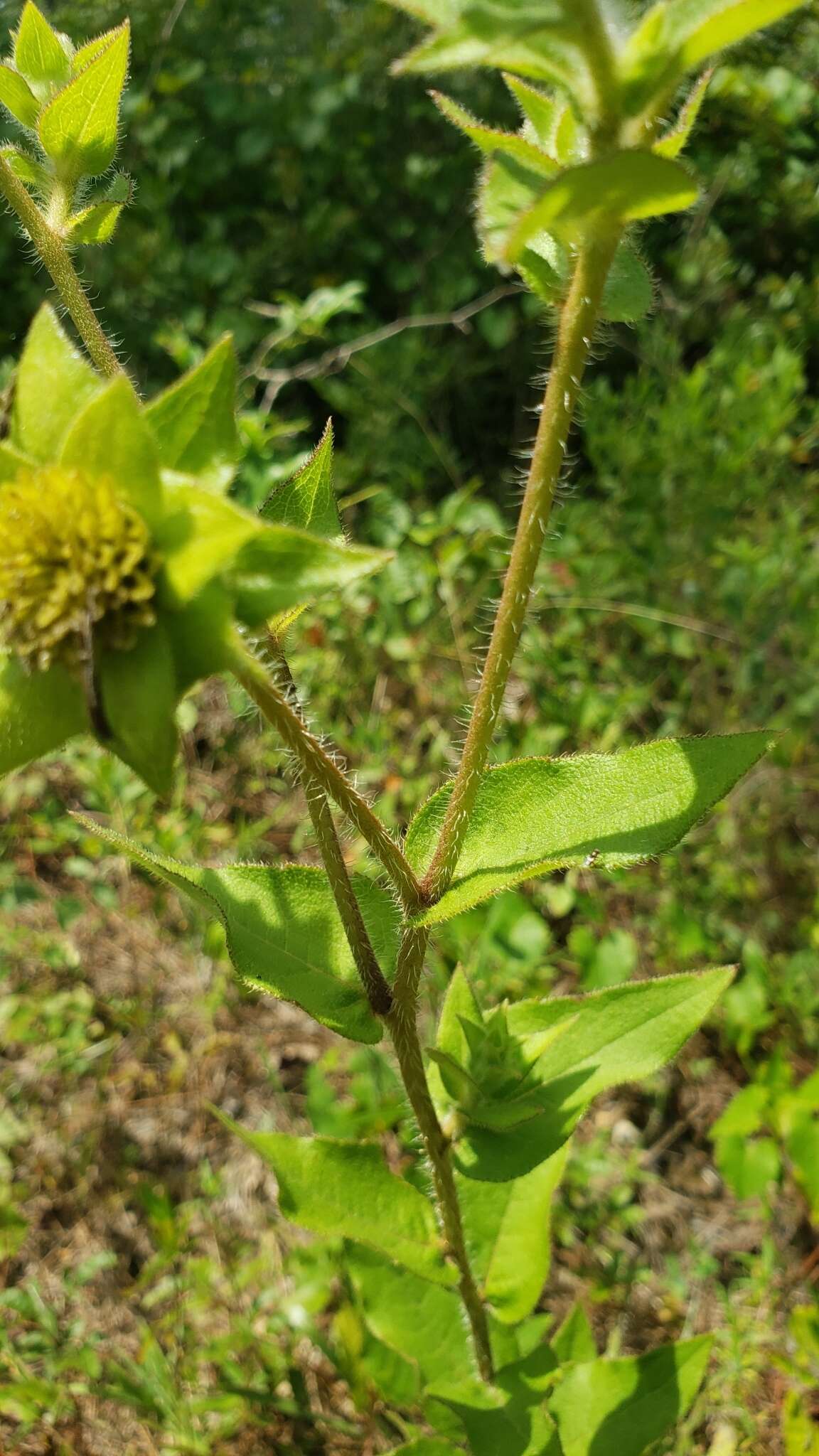 Imagem de Silphium integrifolium var. asperrimum (Hook.) B. L. Turner