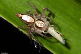 Image of Oxyopes niveosigillatus Mello-Leitão 1945