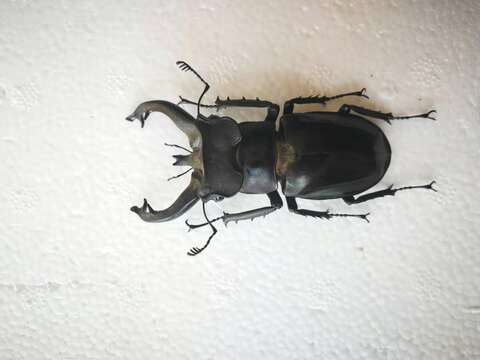 Lucanus fryi Boileau 1911的圖片