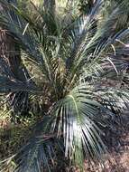 Image of Macrozamia miquelii (F. Muell.) A. DC.