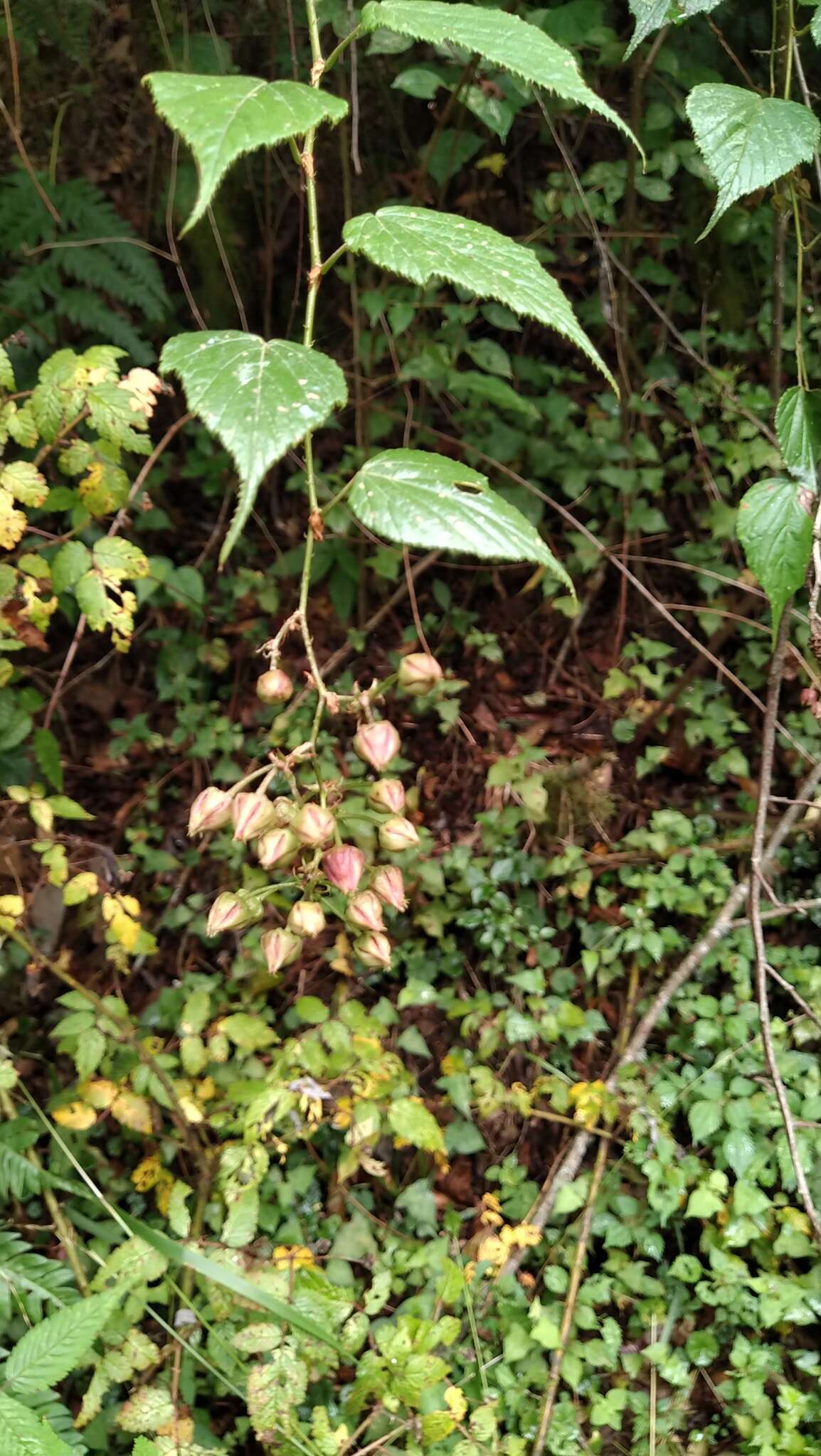 Image of Rubus lambertianus var. glandulosus Cardot