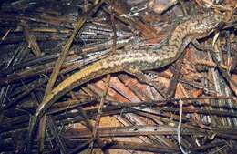 Image of Seepage Salamander