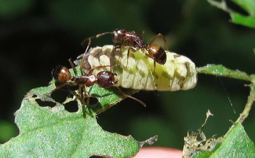 Image of <i>Celastrina neglectamajor</i>