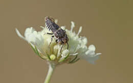 Image of Coelioxys polycentris Förster 1853