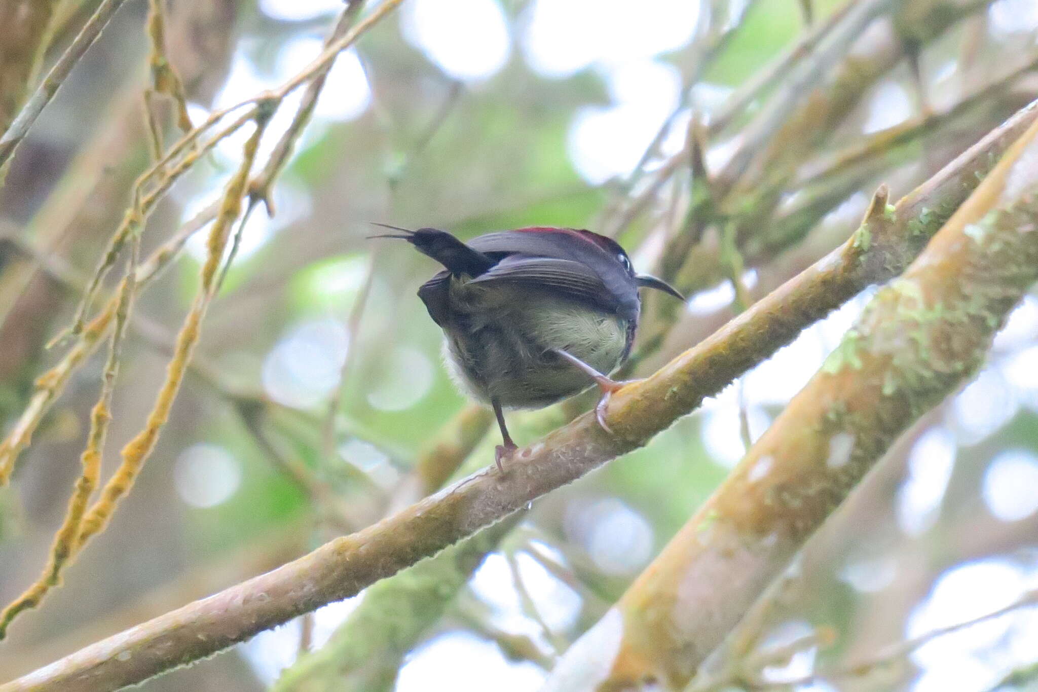 Aethopyga saturata (Hodgson 1836) resmi