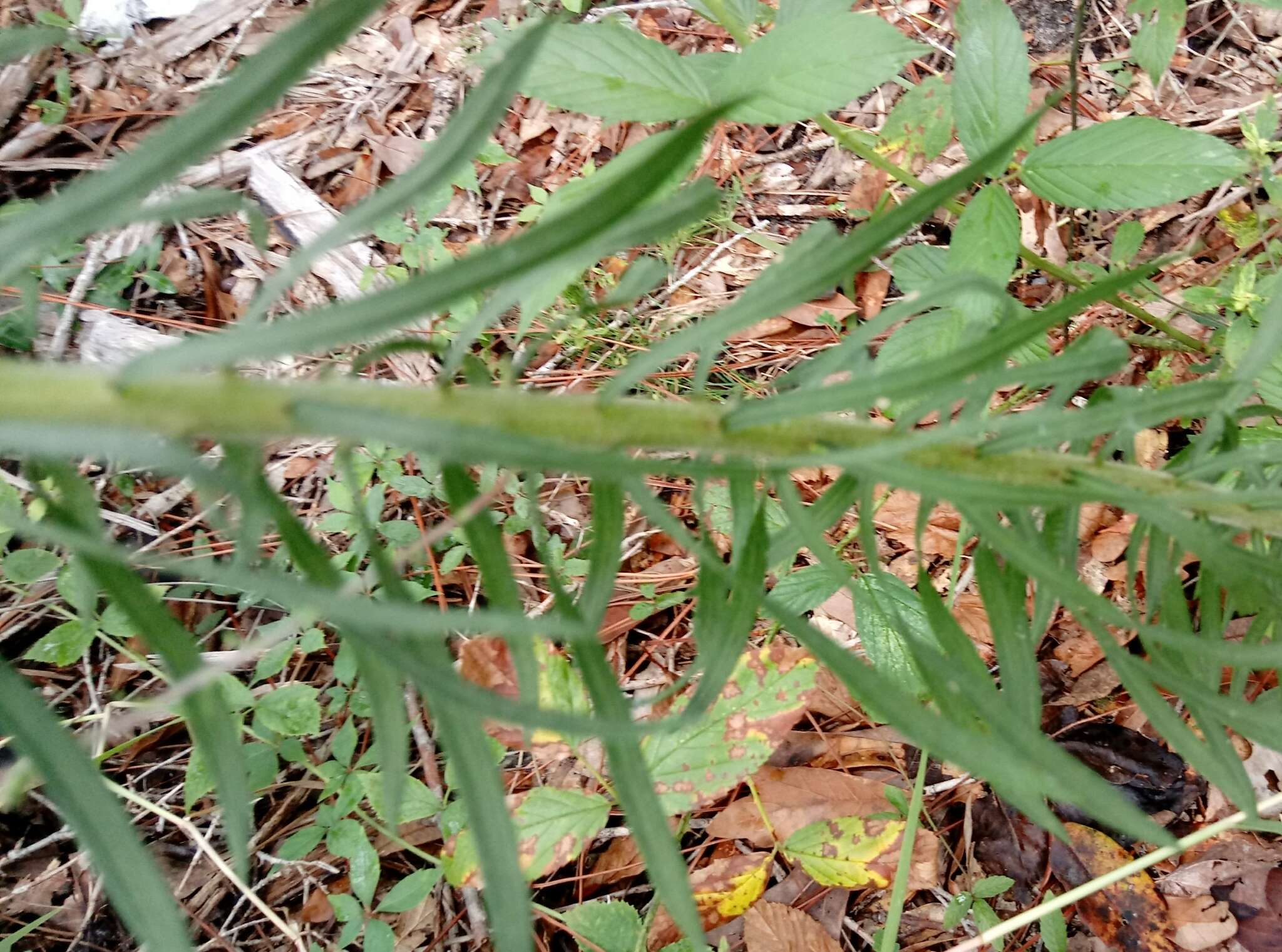 Image of Slender Gayfeather