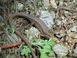 Image of Amur grass lizard