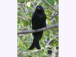 Image of Spangled Drongo