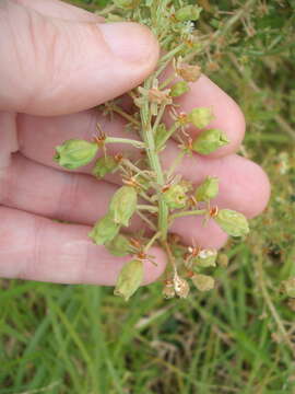 Image of garden mignonette