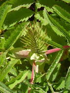 Image de Melianthus major L.