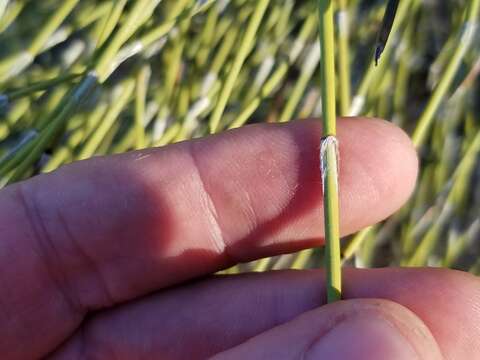 Image of American Ephedra