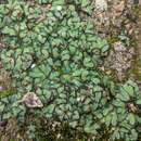 Riccia atromarginata Levier的圖片