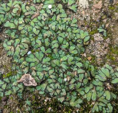 Sivun Riccia atromarginata Levier kuva