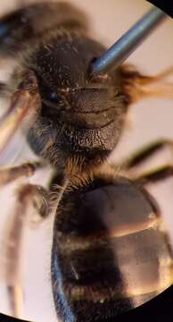 Image of Lasioglossum laticeps (Schenck 1870)