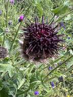 Plancia ëd Centaurea kotschyana Heuff. ex Koch