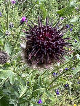 Слика од Centaurea kotschyana Heuff. ex Koch