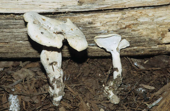 Imagem de Loweomyces fractipes (Berk. & M. A. Curtis) Jülich 1982