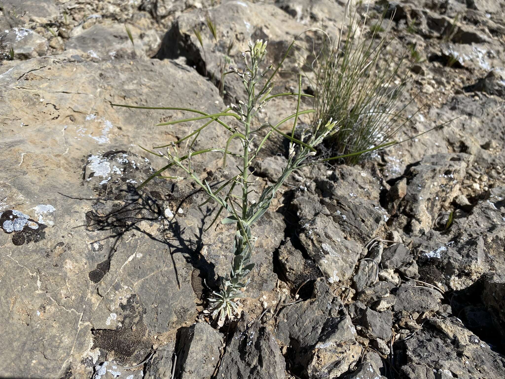 Image of Shockley's rockcress