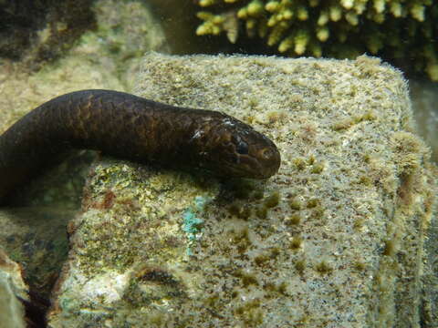 Image of Egg-eating Sea Snake