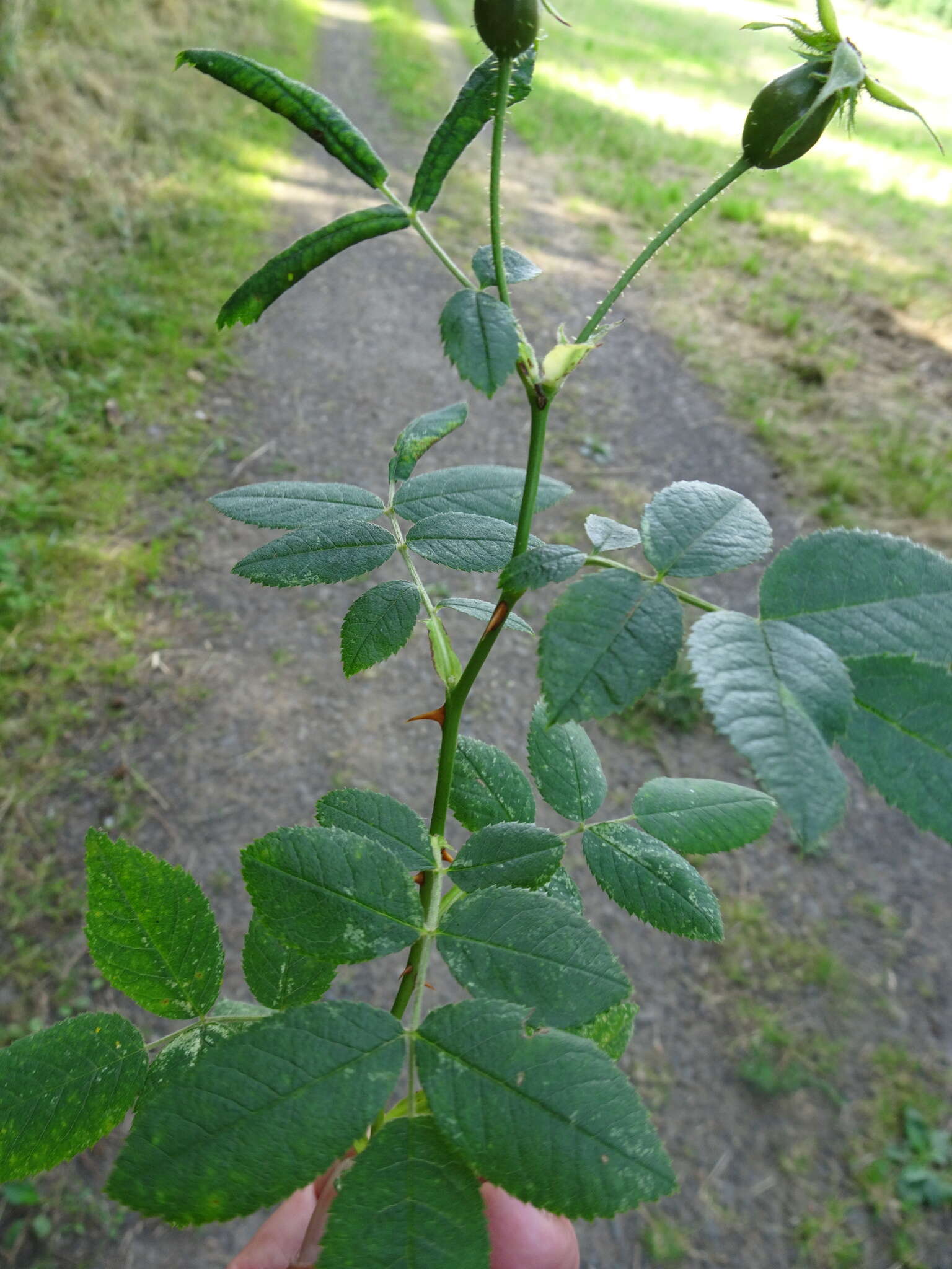 Image of whitewoolly rose