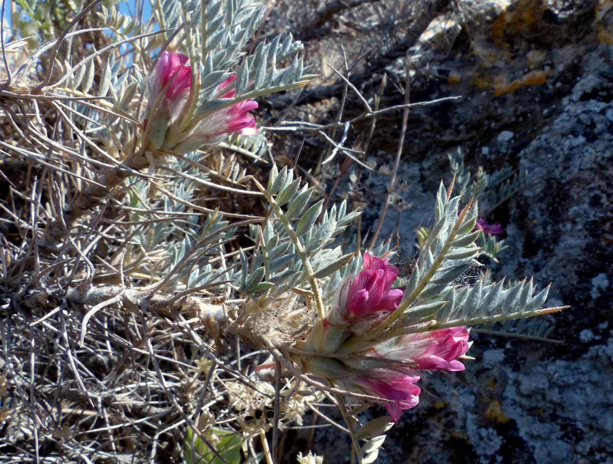 Imagem de Astragalus bethlehemiticus Boiss.