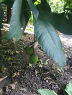 Imagem de Aesculus parviflora Walt.