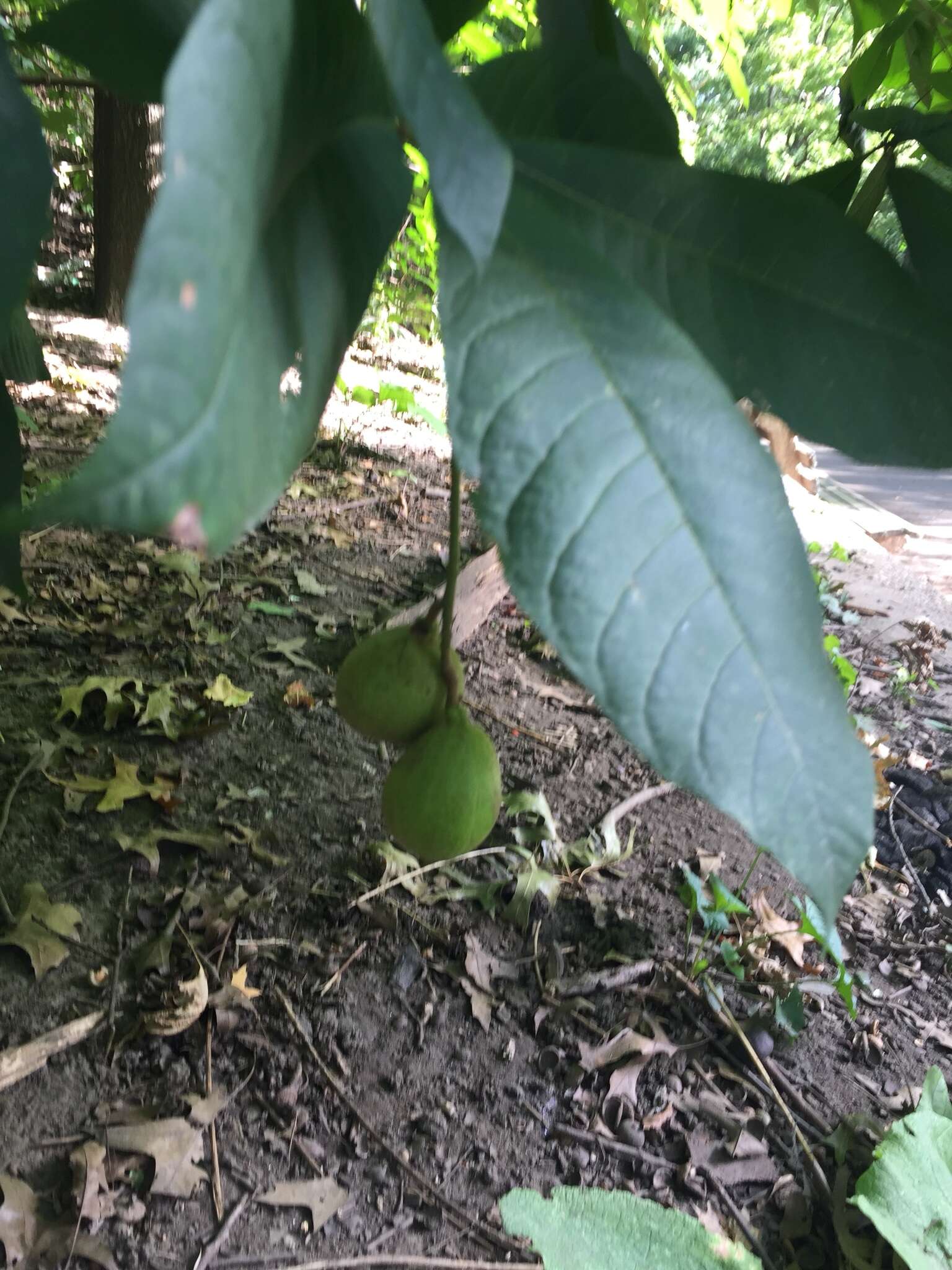 Imagem de Aesculus parviflora Walt.