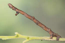 Image of large thorn