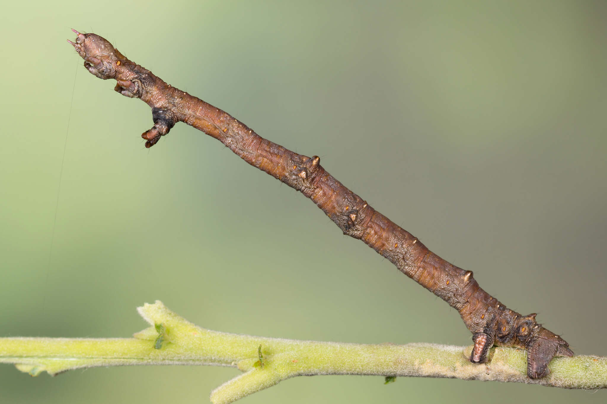 Image of large thorn