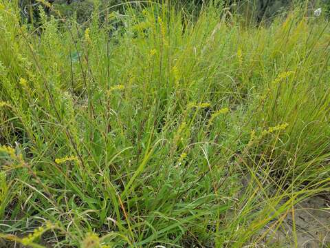 Image de Solidago nemoralis Ait.