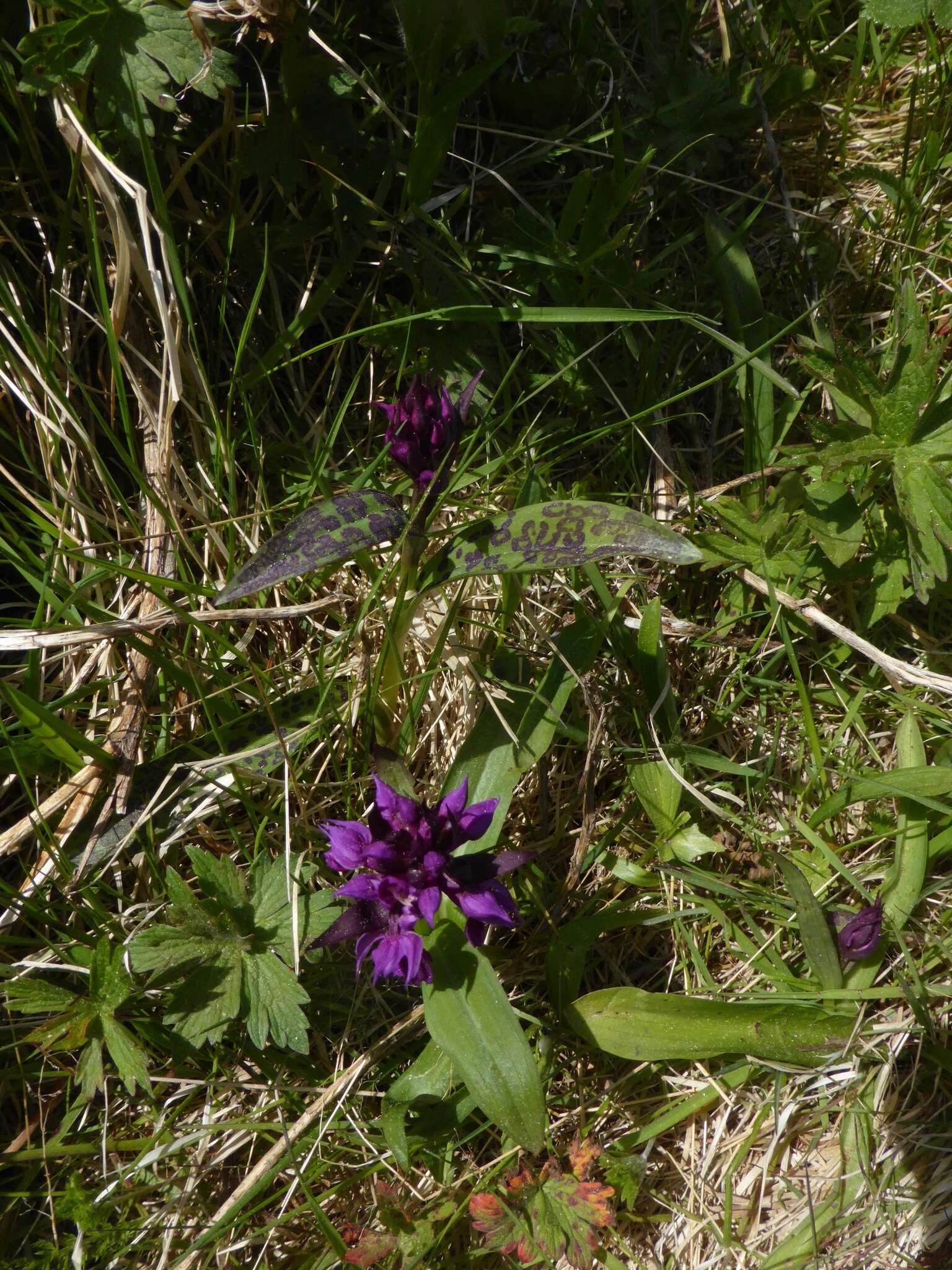 Image de Dactylorhiza aristata (Fisch. ex Lindl.) Soó