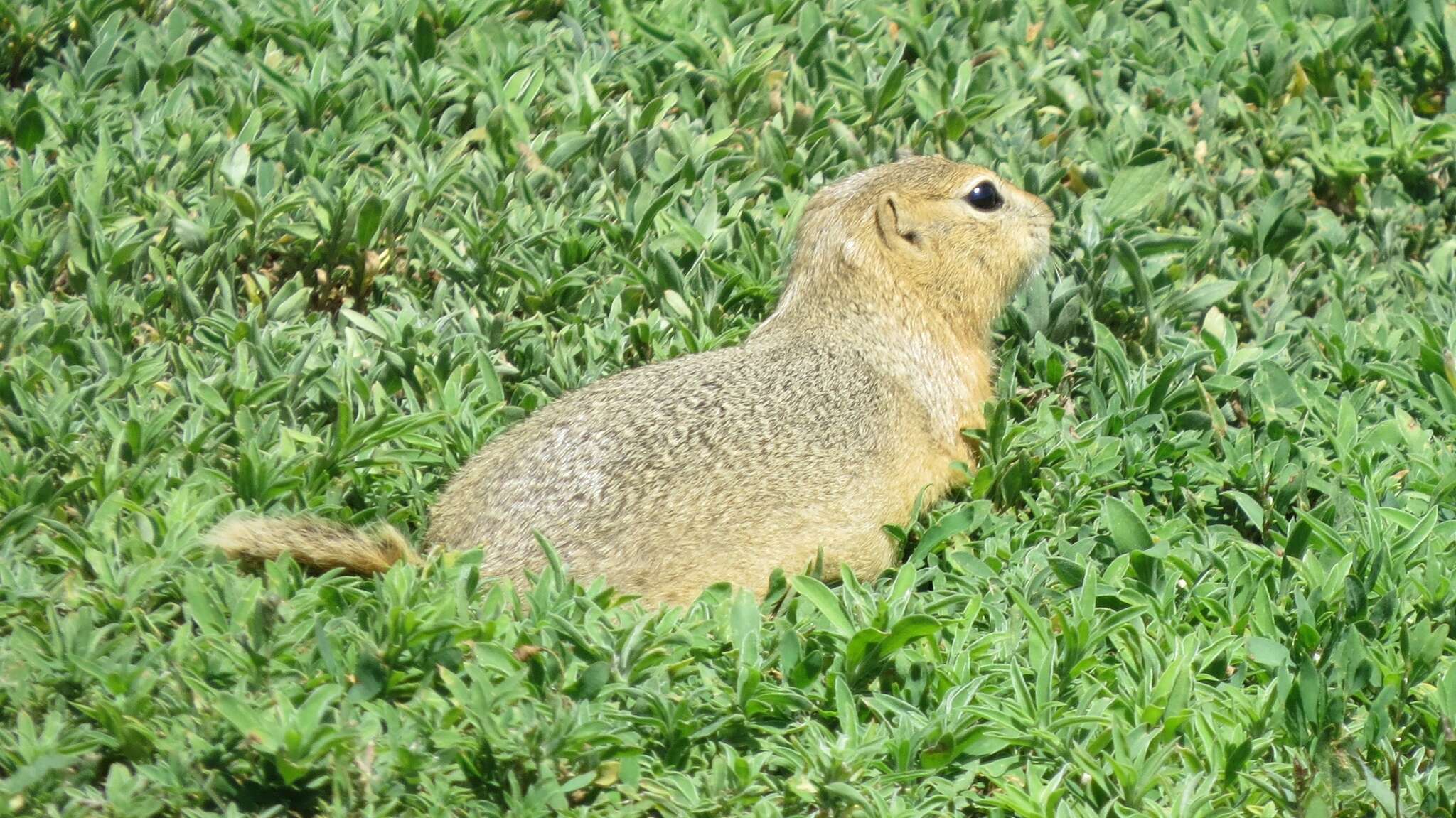 Image of Richardson's ground squirrel