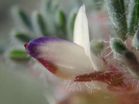 Plancia ëd Lupinus uncialis S. Watson