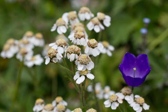 Achillea atrata L. resmi