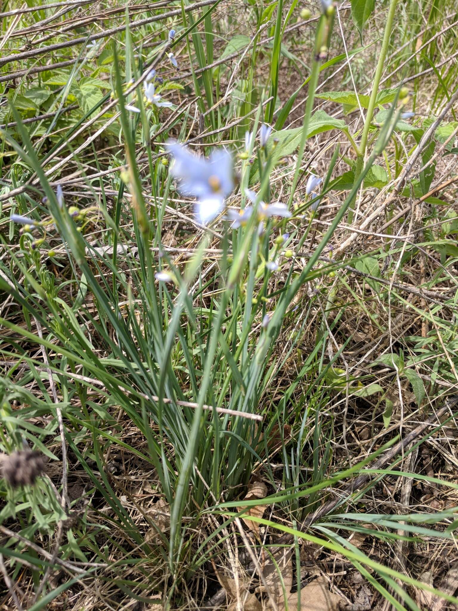 Imagem de Sisyrinchium campestre E. P. Bicknell