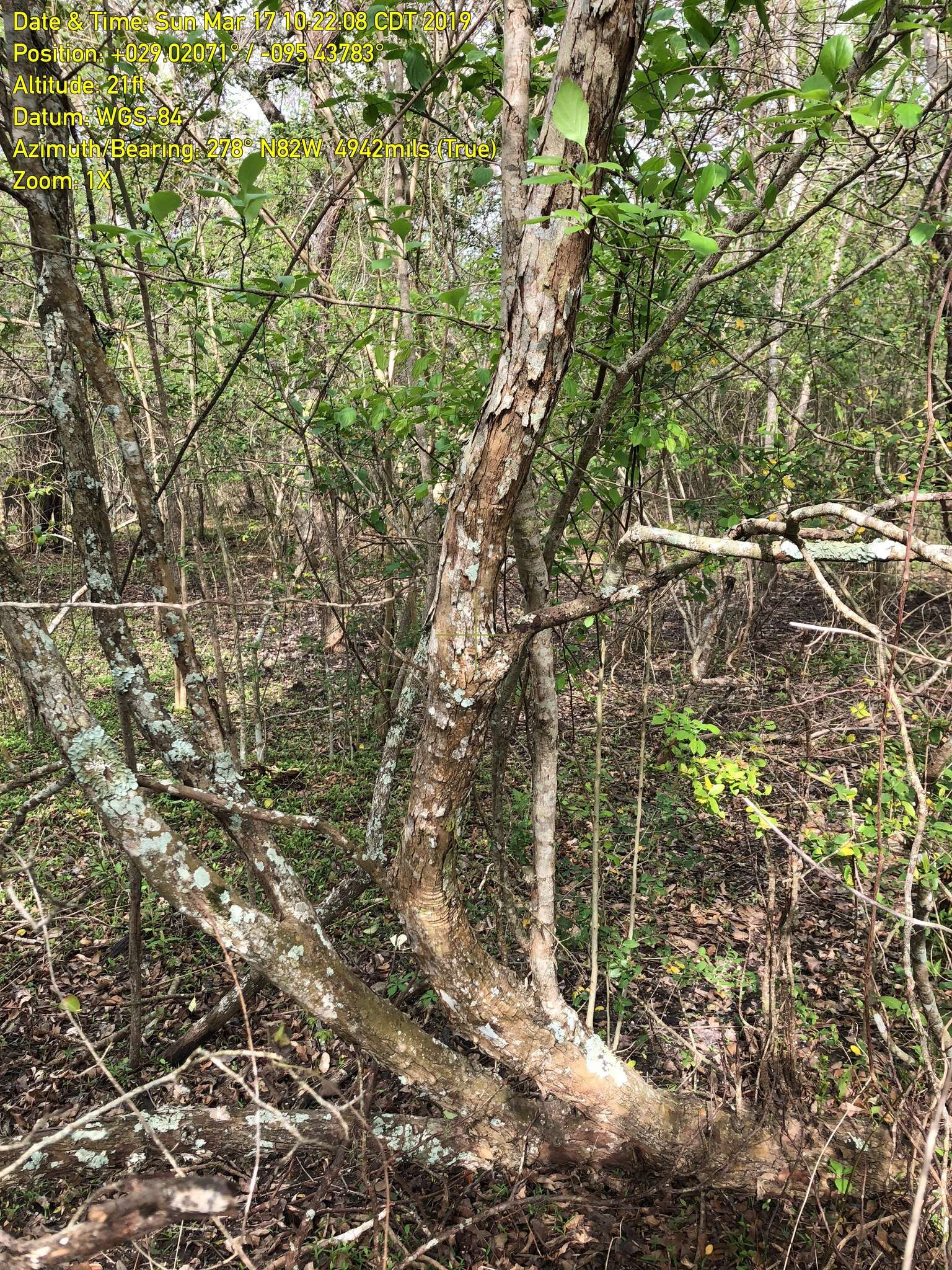 Слика од Crataegus viridis L.