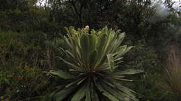 Image of Espeletia rabanalensis (S. Díaz & Rodr.-Cabeza) Mavárez