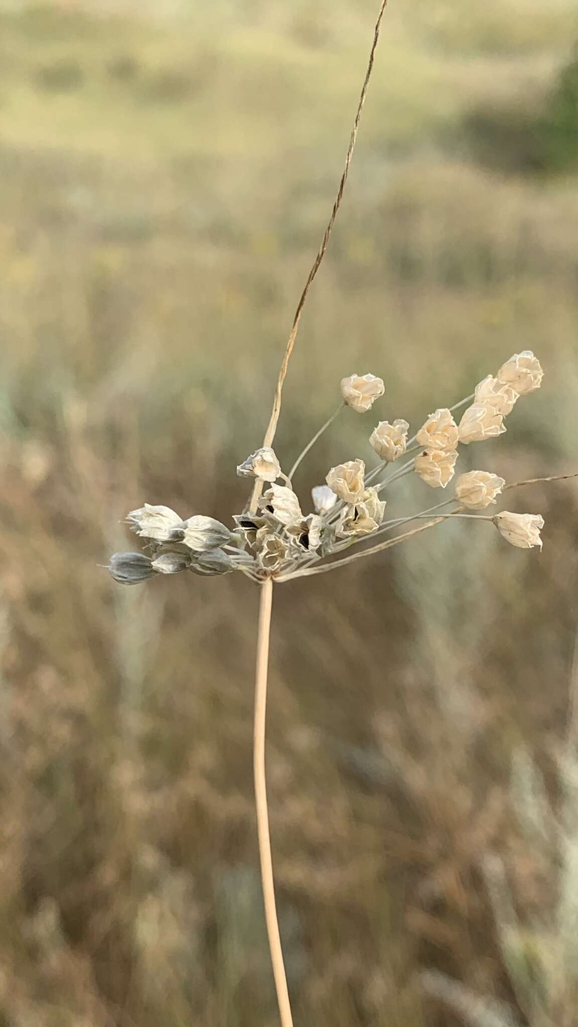 Image of Allium podolicum Blocki ex Racib. & Szafer