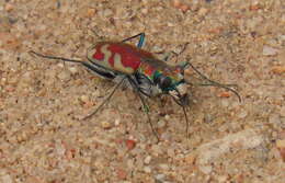 Image of Cicindela (Cicindela) lengi lengi W. Horn 1908